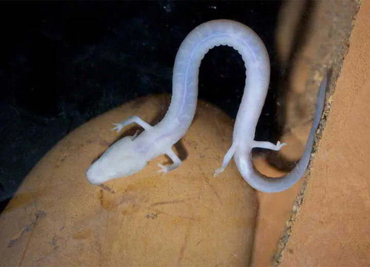 Clamouse photo animaux cavernicoles 01