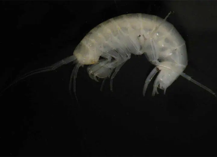 Clamouse photo animaux cavernicoles 05